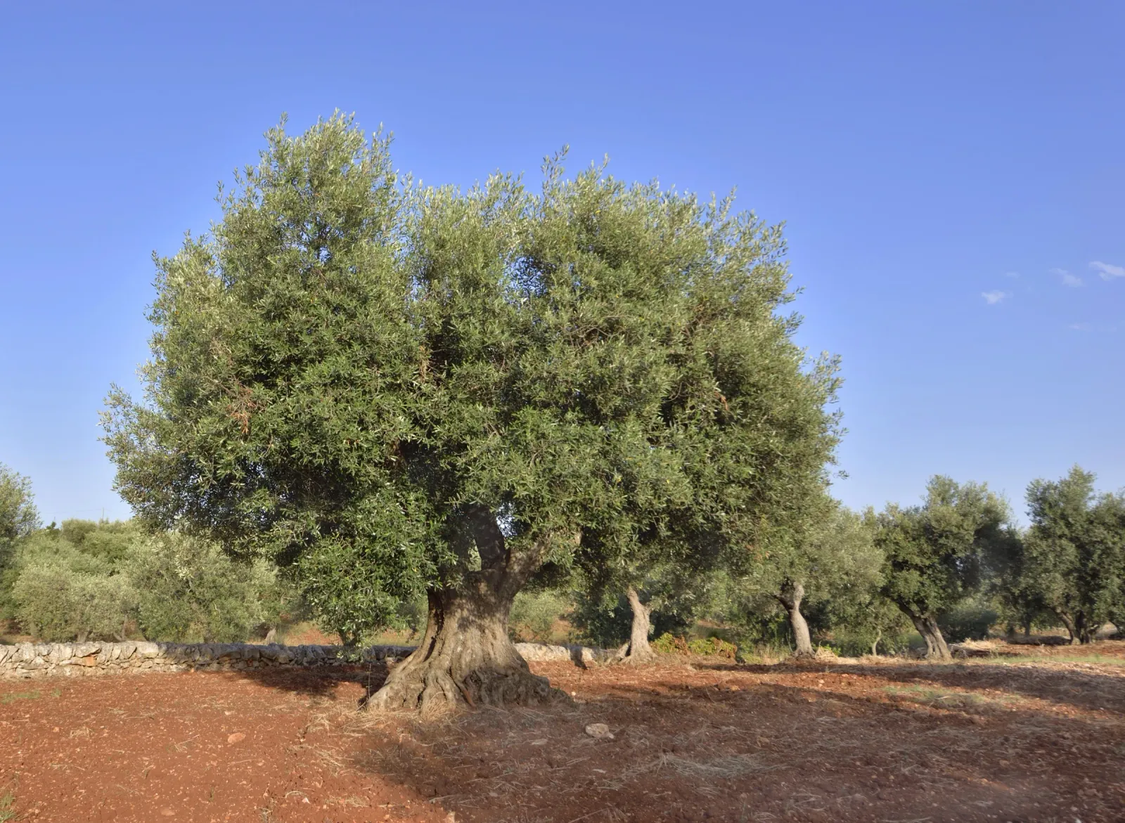 Ulivo secolare del Salento, paesaggio tipico della Puglia