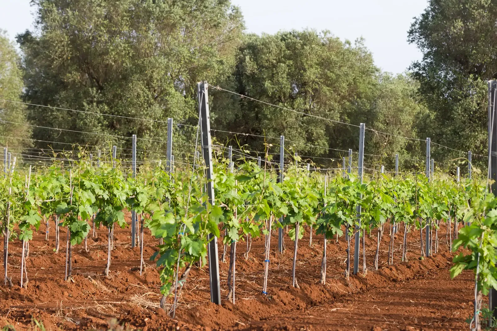Vigneti di Primitivo nel Salento, vino tipico della Puglia